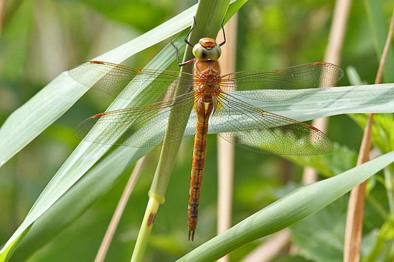 Isoaeschna isoceles (Green-eyed Hawker) female 1.JPG